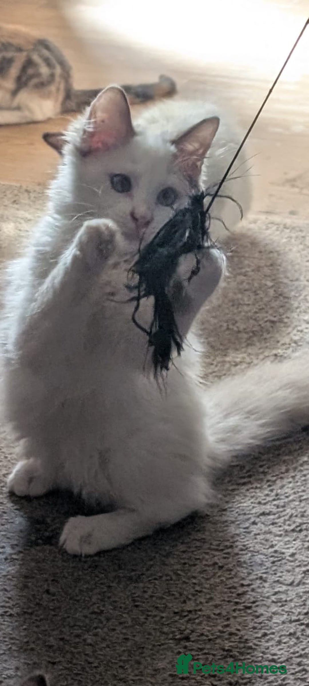 Ragdoll cats for sale: 4 male ragdoll kittens for sale  - Image 4