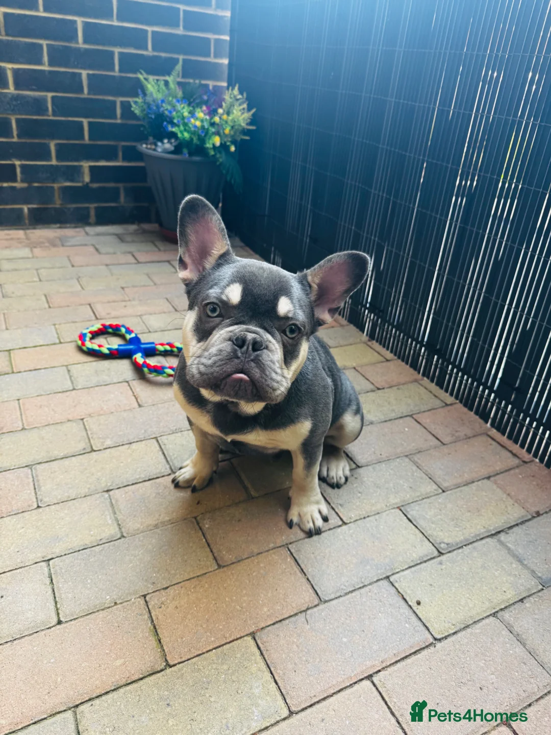 French Bulldog dogs for sale: Adorable KC Registered Blue French Bulldog - Advert 2