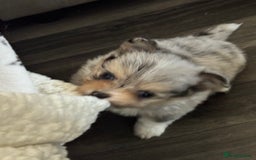 Mixed Breed dogs for sale: Pomeranian x - Image 3