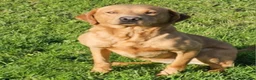 Labrador Retriever dogs for sale: Outstanding litter of Labrador pups  - Advert 5