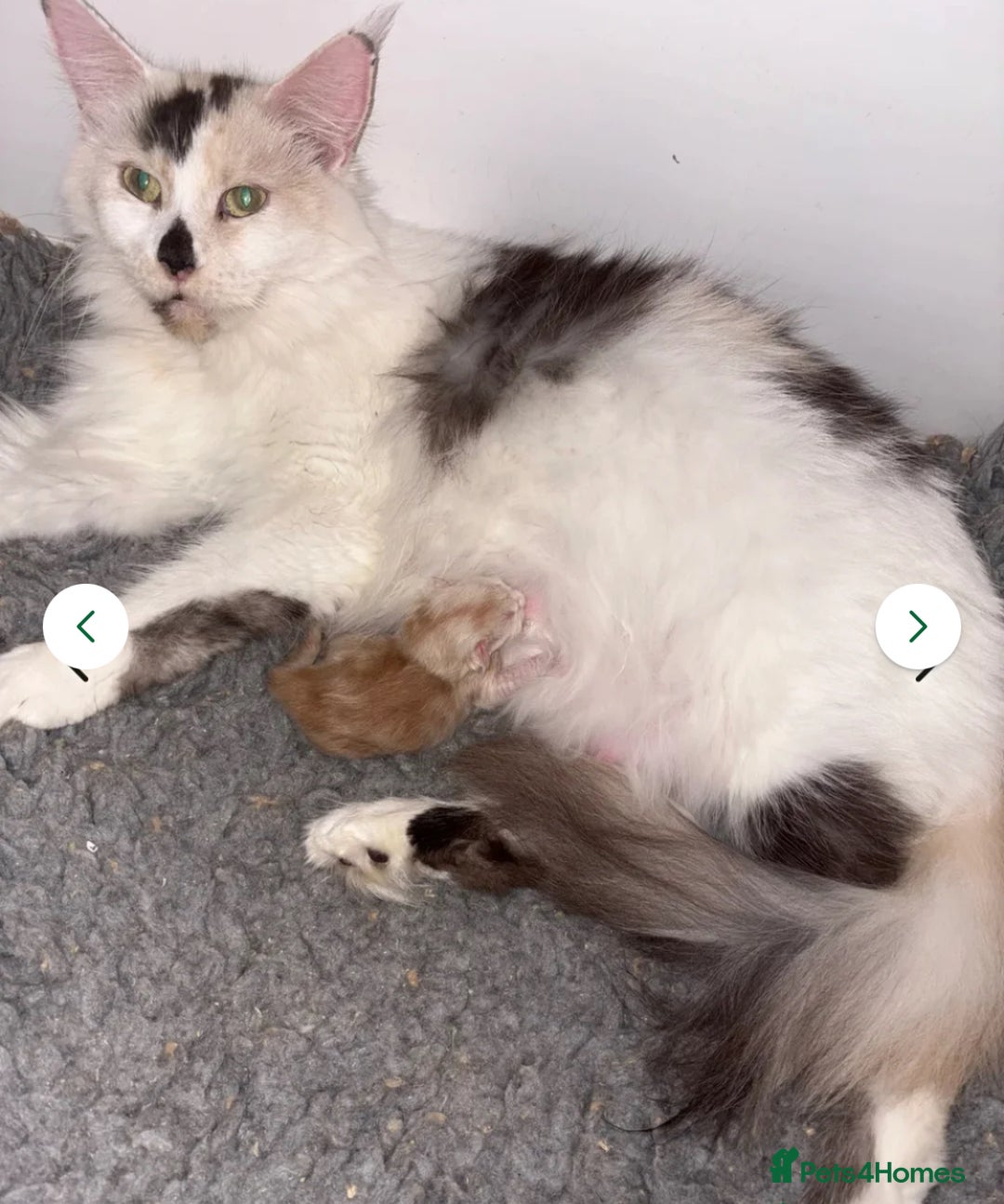 Maine Coon cats for sale: STUNNING MAINE COON BABIES READY NOW  - Image 8