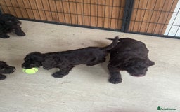 Cockapoo dogs for sale: Cockapoo chocolate f1 - Image 4