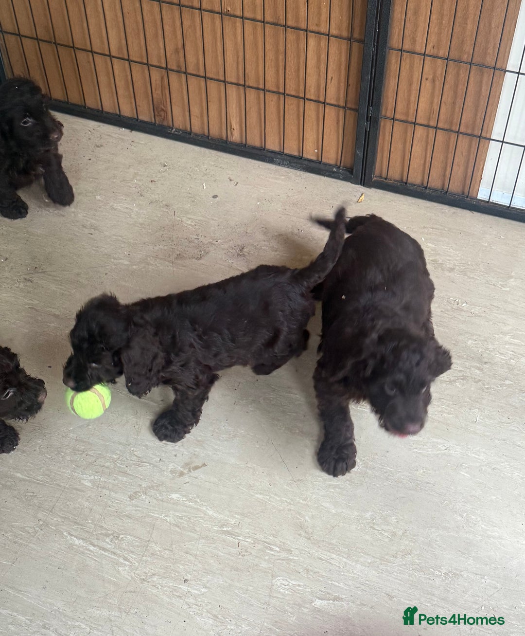 Cockapoo dogs for sale: Cockapoo chocolate f1 - Image 4
