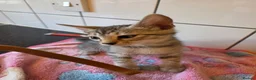 Bengal cats for sale: Bengal charcoal silver kittens from snow linx  - Advert 26