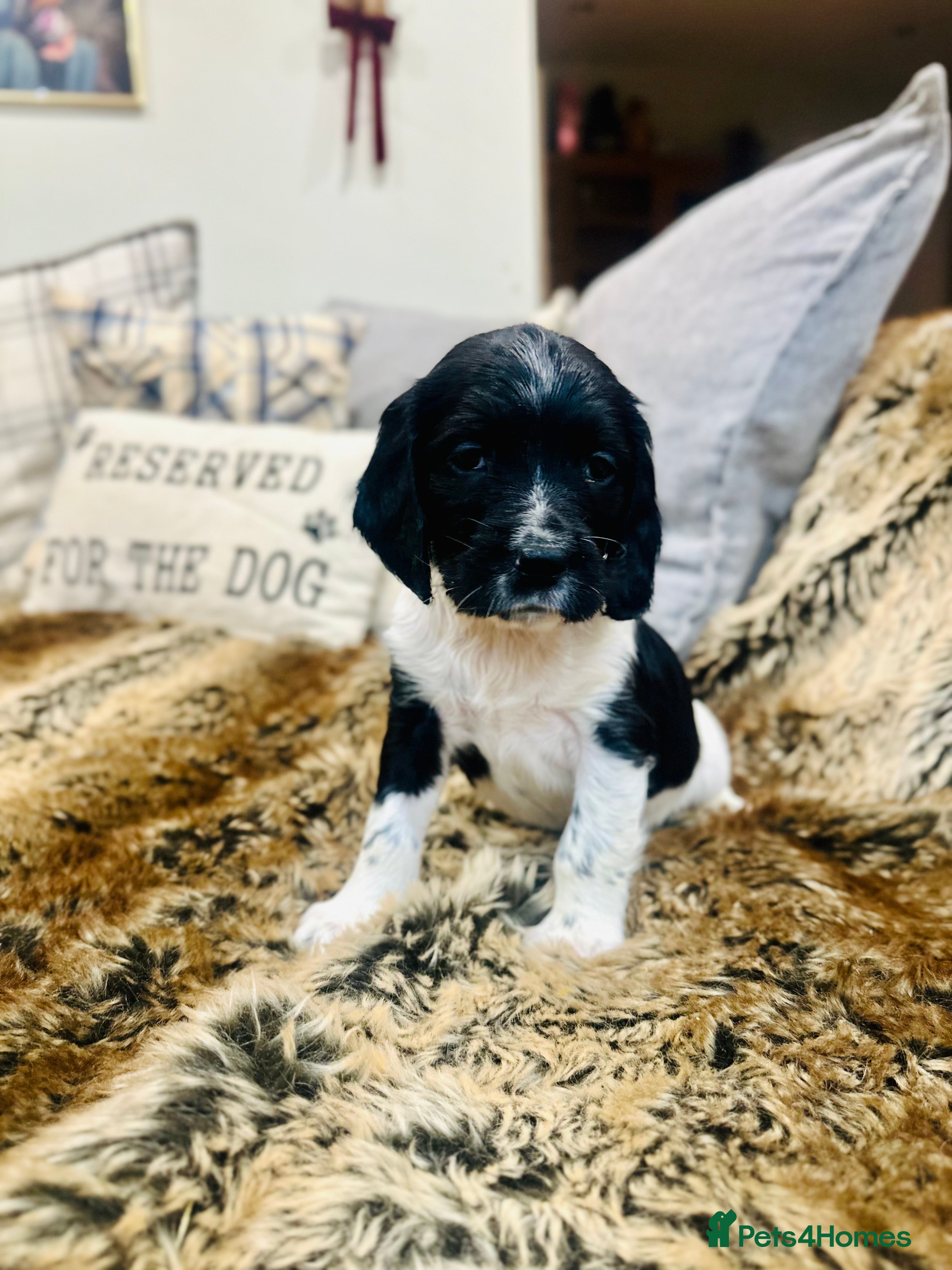 English Springer Spaniel dogs KC English Springer Spaniels  - Advert 17