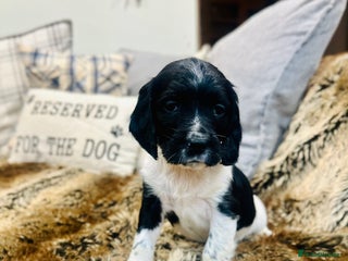 English Springer Spaniel dogs KC English Springer Spaniels - Advert 17