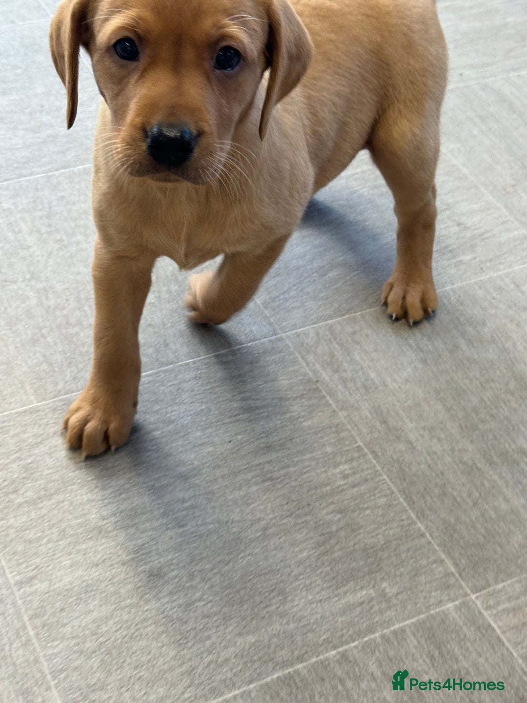 Labrador Retriever dogs for sale: Amazing KC Labradors fully health tested parents  - Advert 11