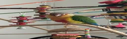 Conures birds for sale: 3 month old Yellow sided Green Cheek Conure  - Advert 3