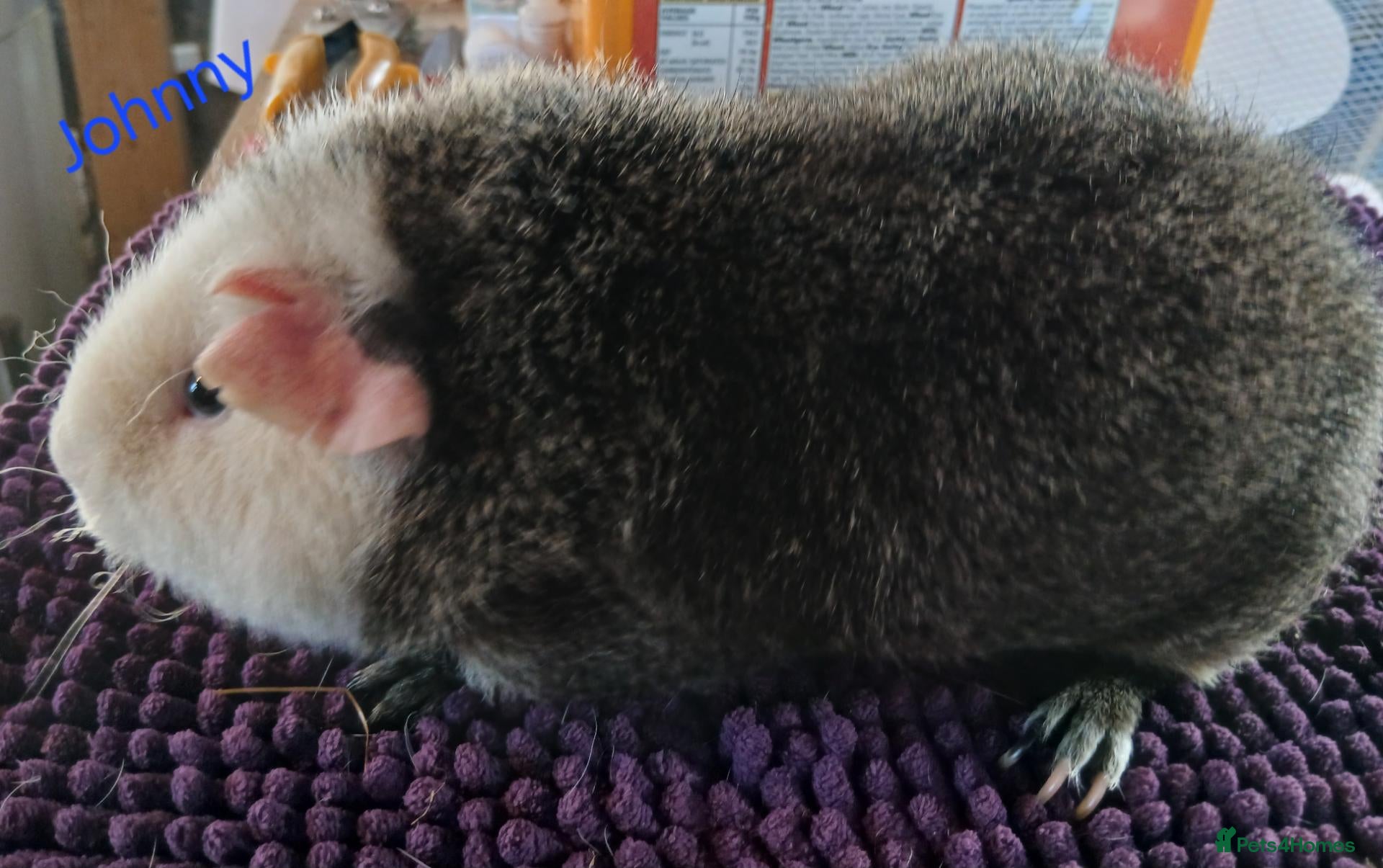 Guinea Pig rodents Rex and Funky boars and sows - Advert 3