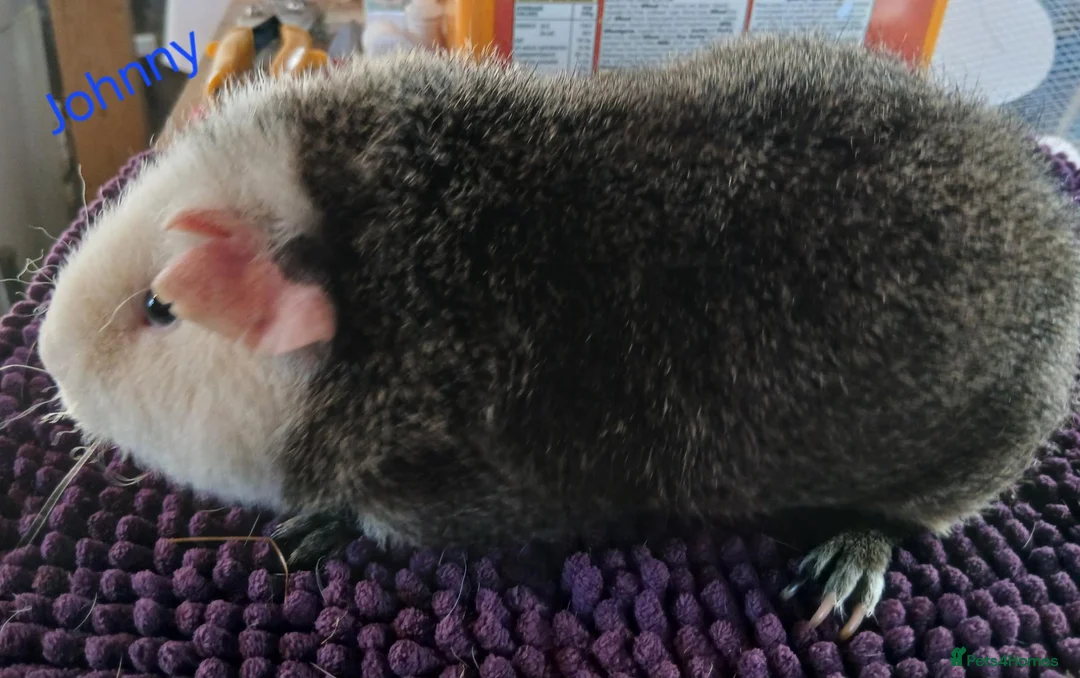 Guinea Pig rodents for sale: Rex and Funky boars and sows - Advert 1