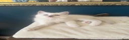 Ragdoll cats for sale: 💜🧡💙GCCF REG RAGDOLL babies see full description - Advert 9