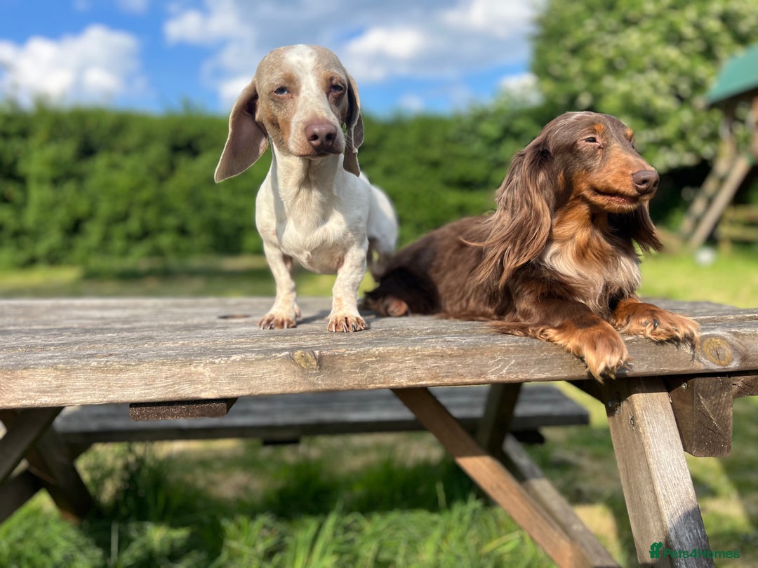 Miniature Dachshund dogs for stud: Long & Short Haired Studs – Mobile Available in Oldham - Advert 6