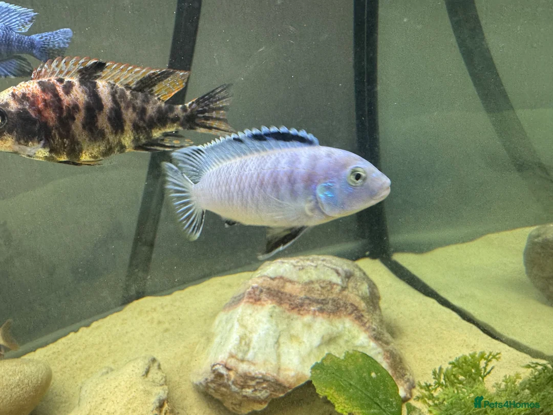 Cichlids fish for sale: Powder blue cichlids - Advert 1