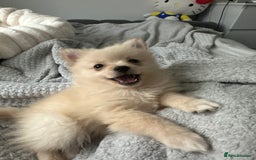 Pomeranian dogs for sale: 13 Week Female Pomeranian - Image 1