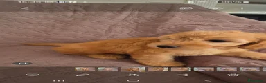 Cockapoo 4