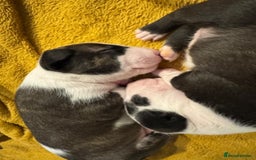 English Bull Terrier dogs for sale: English bull terrier puppies  - Image 6