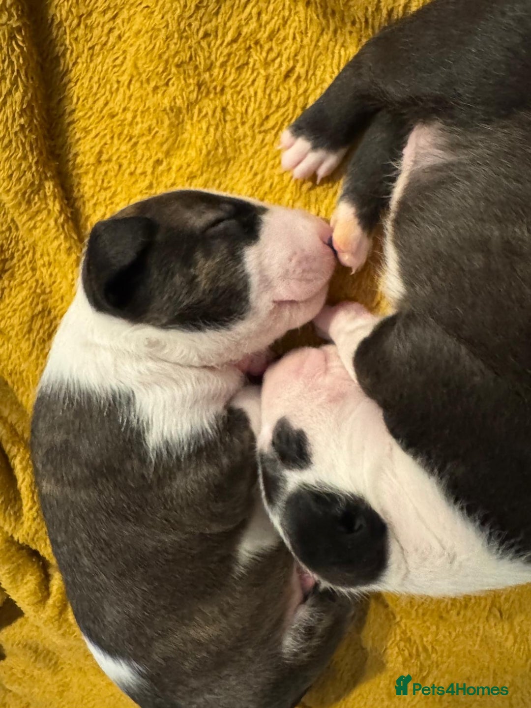 English Bull Terrier dogs for sale: English bull terrier puppies  - Image 6