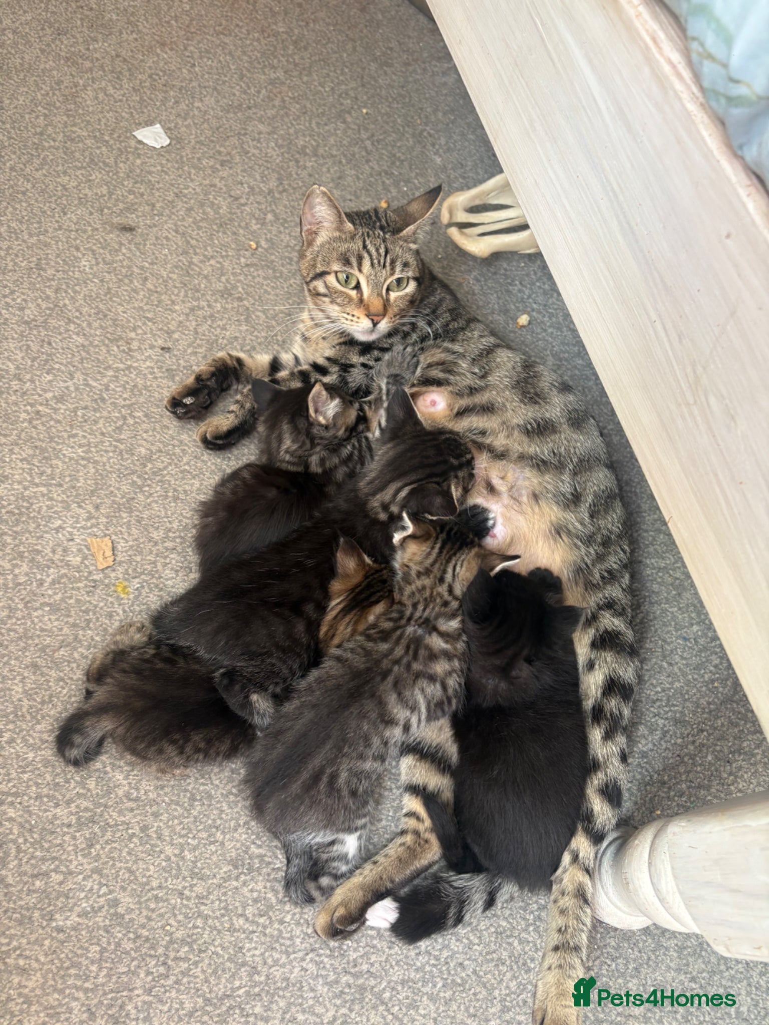 Mixed Breed cats Kittens!! - Advert 4