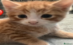 Mixed Breed cats for sale: Beautiful ginger & tabby kittens 🐾 ❤️  - Image 4