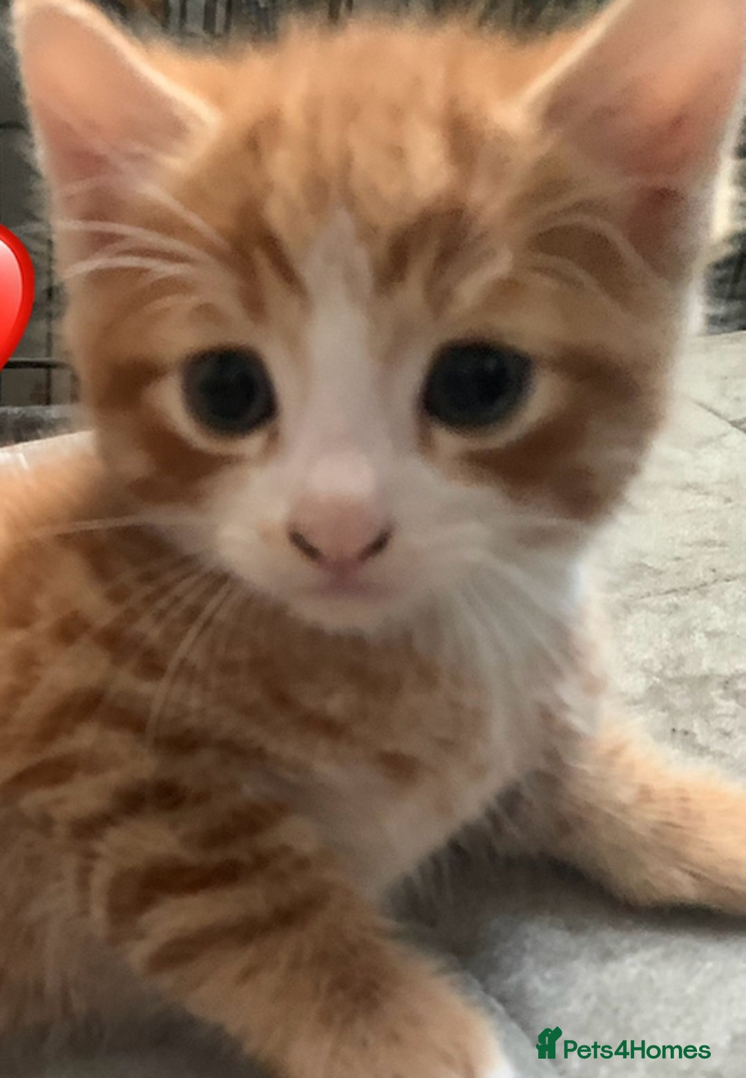 Mixed Breed cats for sale: Beautiful ginger & tabby kittens 🐾 ❤️  - Image 4