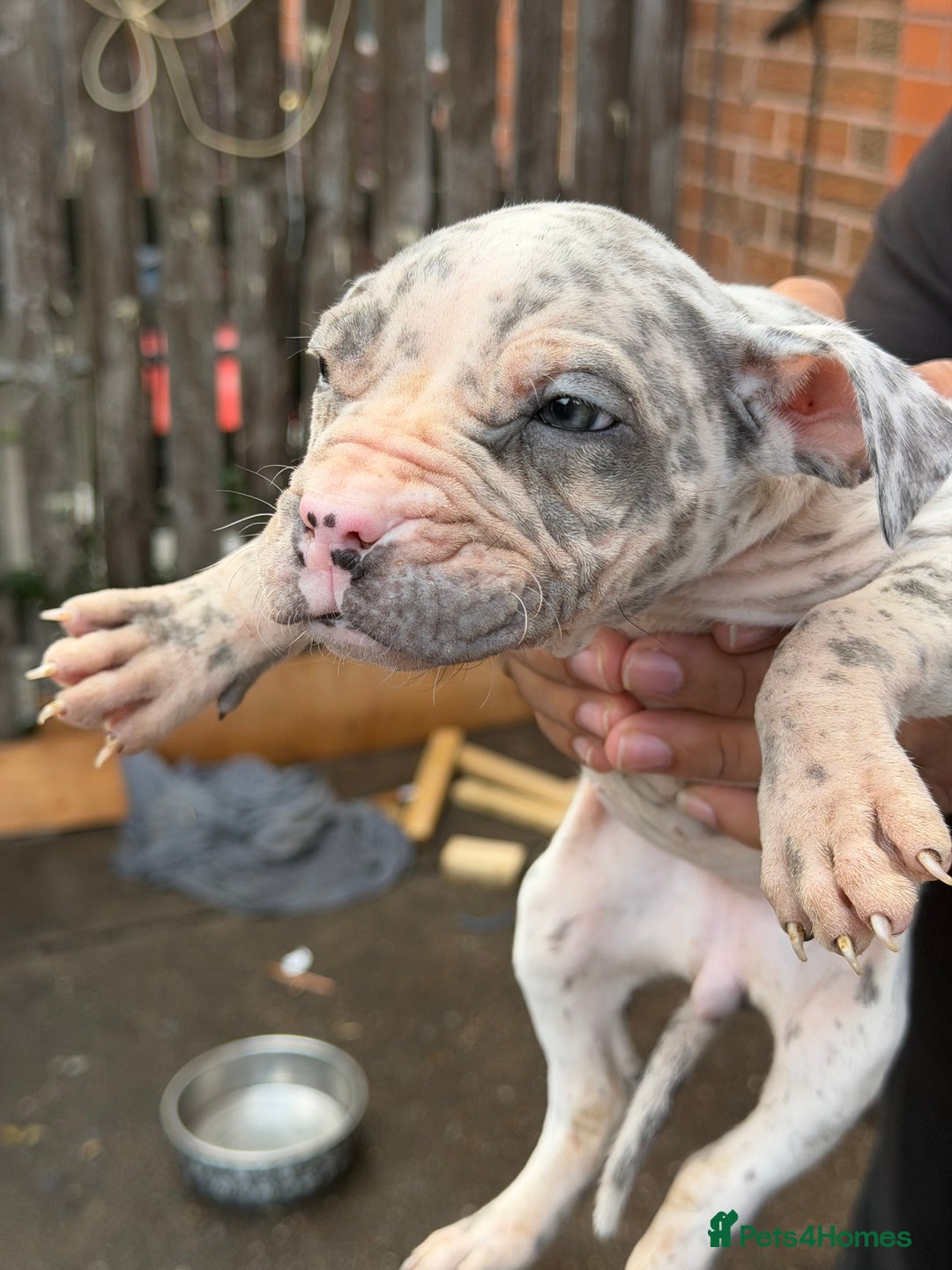 Mixed Breed dogs for sale: Old English cross, cane corsa  - Image 10