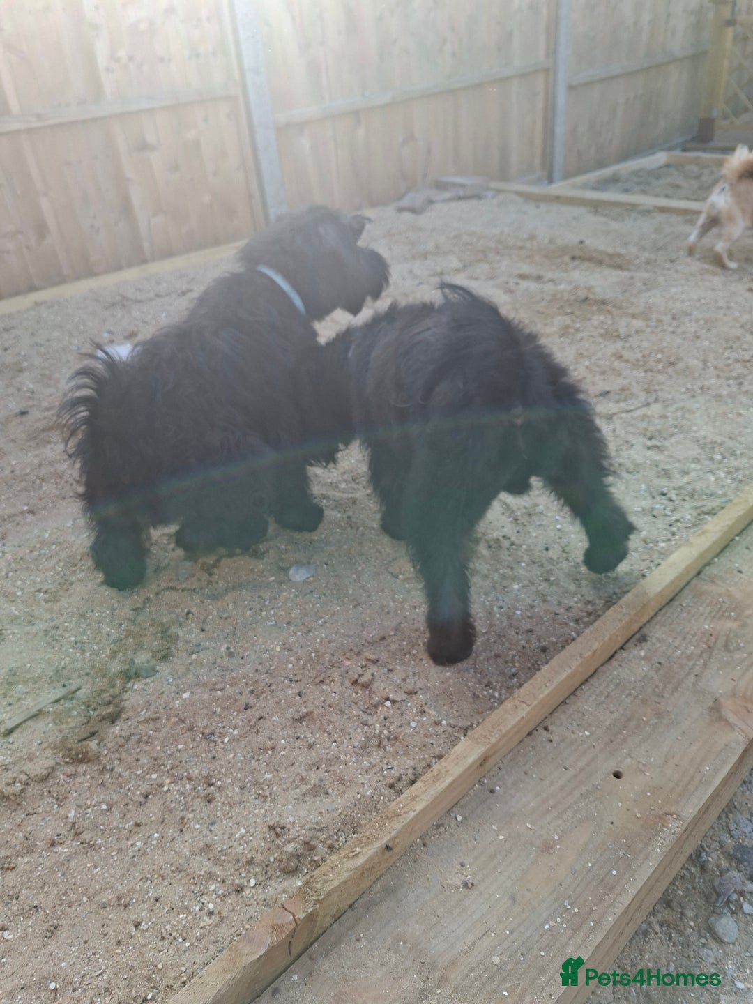 Miniature Schnauzer dogs for sale: Milo & Trent - Image 12