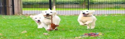 Golden Retriever dogs for sale: Purpose Bred Puppies for Assistance & Family Homes - Advert 10