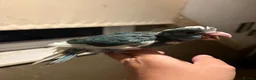 Parakeets birds for sale: Hand reared hand tame kakariki - Advert 5