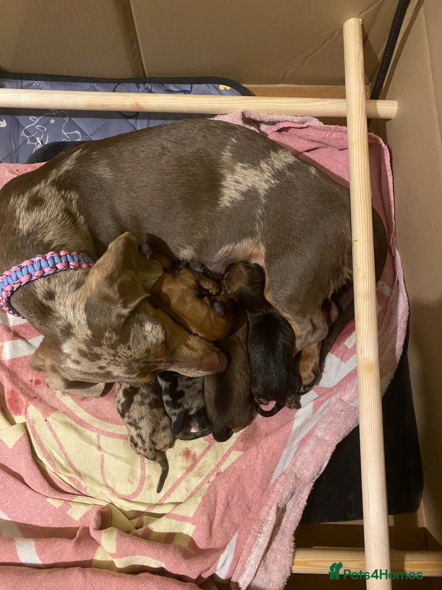 Dachshund dogs for sale: Dashound pups for sale  - Advert 2