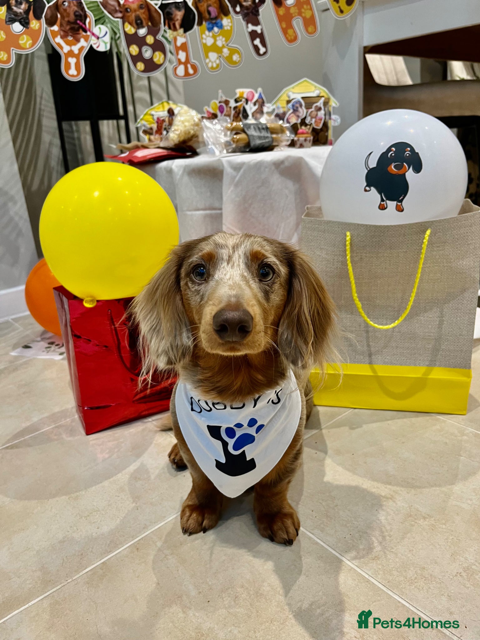 Miniature Dachshund dogs Dobby £0 - Advert 1
