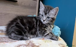 Maine Coon cats for sale: Maine Coon - Image 16