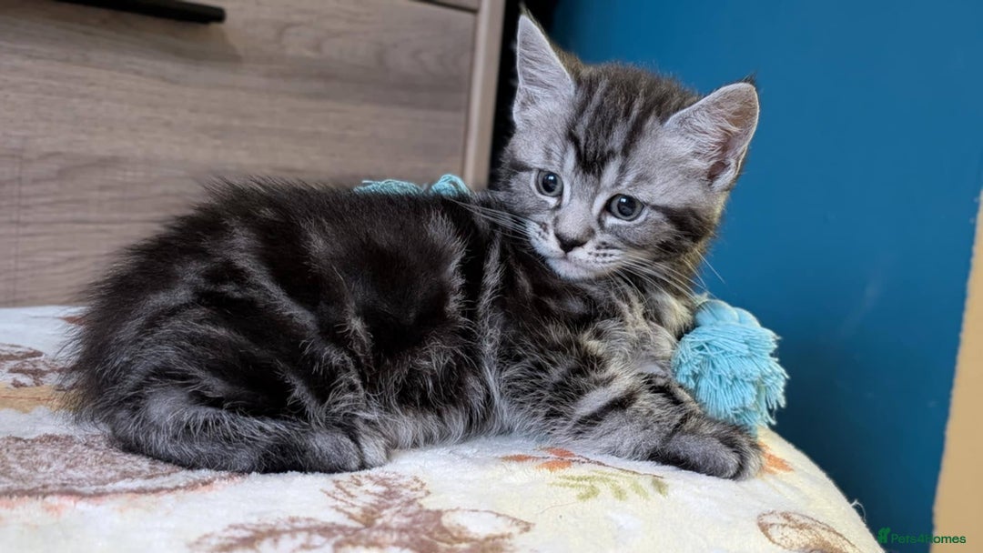 Maine Coon cats for sale: Maine Coon - Image 16