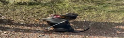 Dachshund dogs for sale: I want to rehome my dachshund  - Advert 4