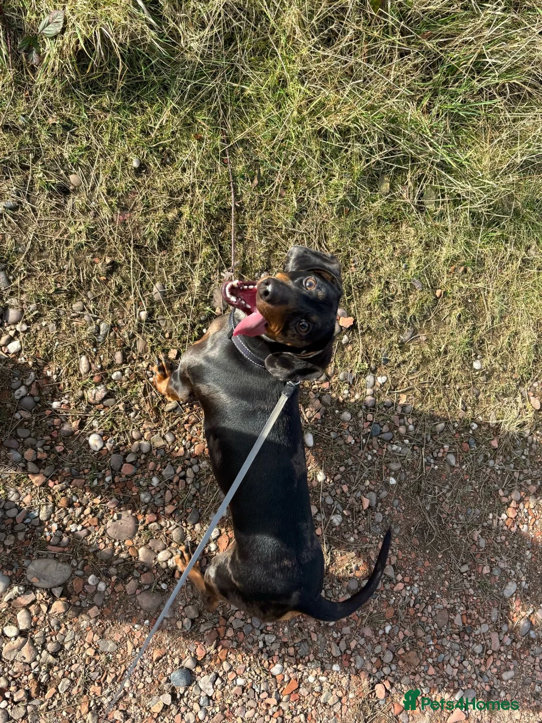 Dachshund dogs for sale: I want to rehome my dachshund  - Advert 4