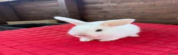 Mini Lop rabbits for sale: Mini lop bunnies  - Advert 3