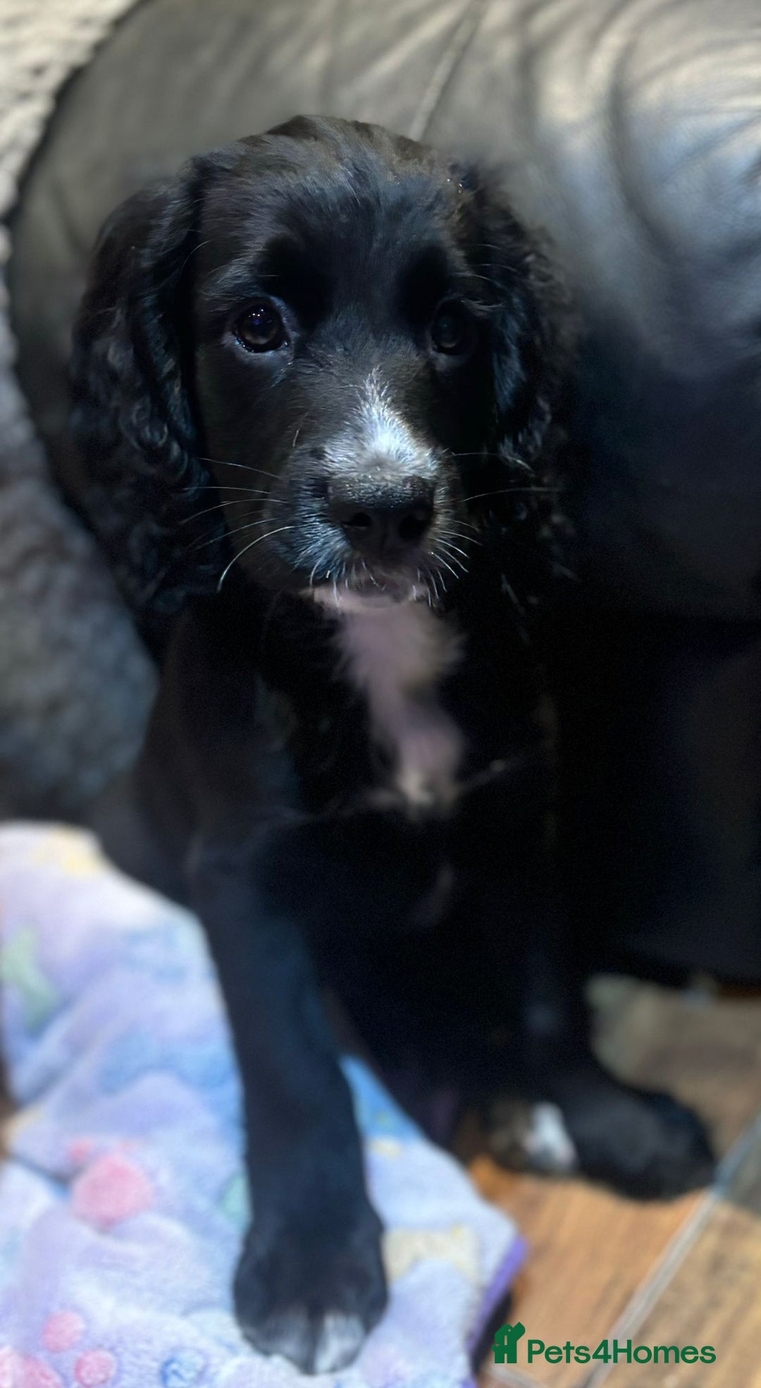 Cocker Spaniel dogs for sale: Last boy left !! working cocker spaniels - Advert 10