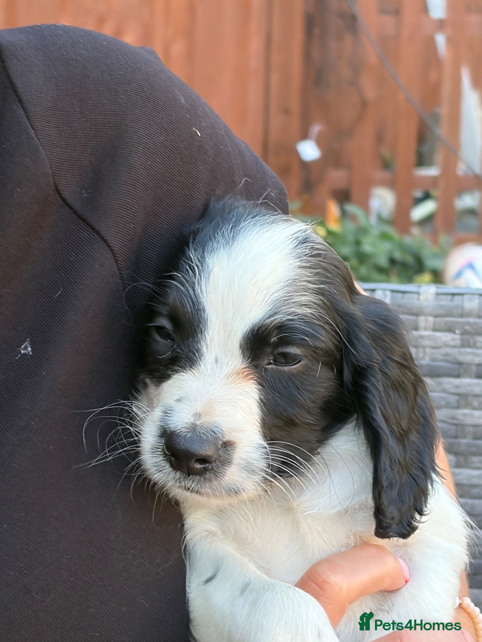 Sprocker dogs 1 Sprocker boy left from my litter of 9  - Advert 2