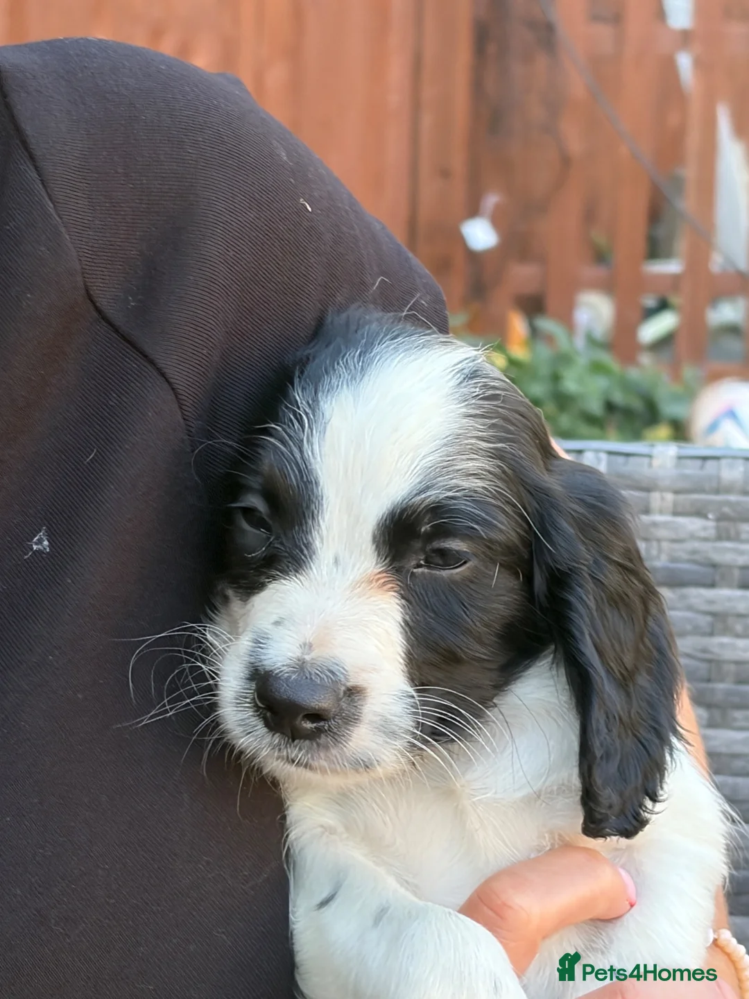 Sprocker dogs for sale: 1 Sprocker boy left from my litter of 9  - Advert 2