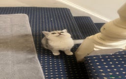 British Shorthair cats for sale: Two beautiful British Shorthair Kittens  - Image 9