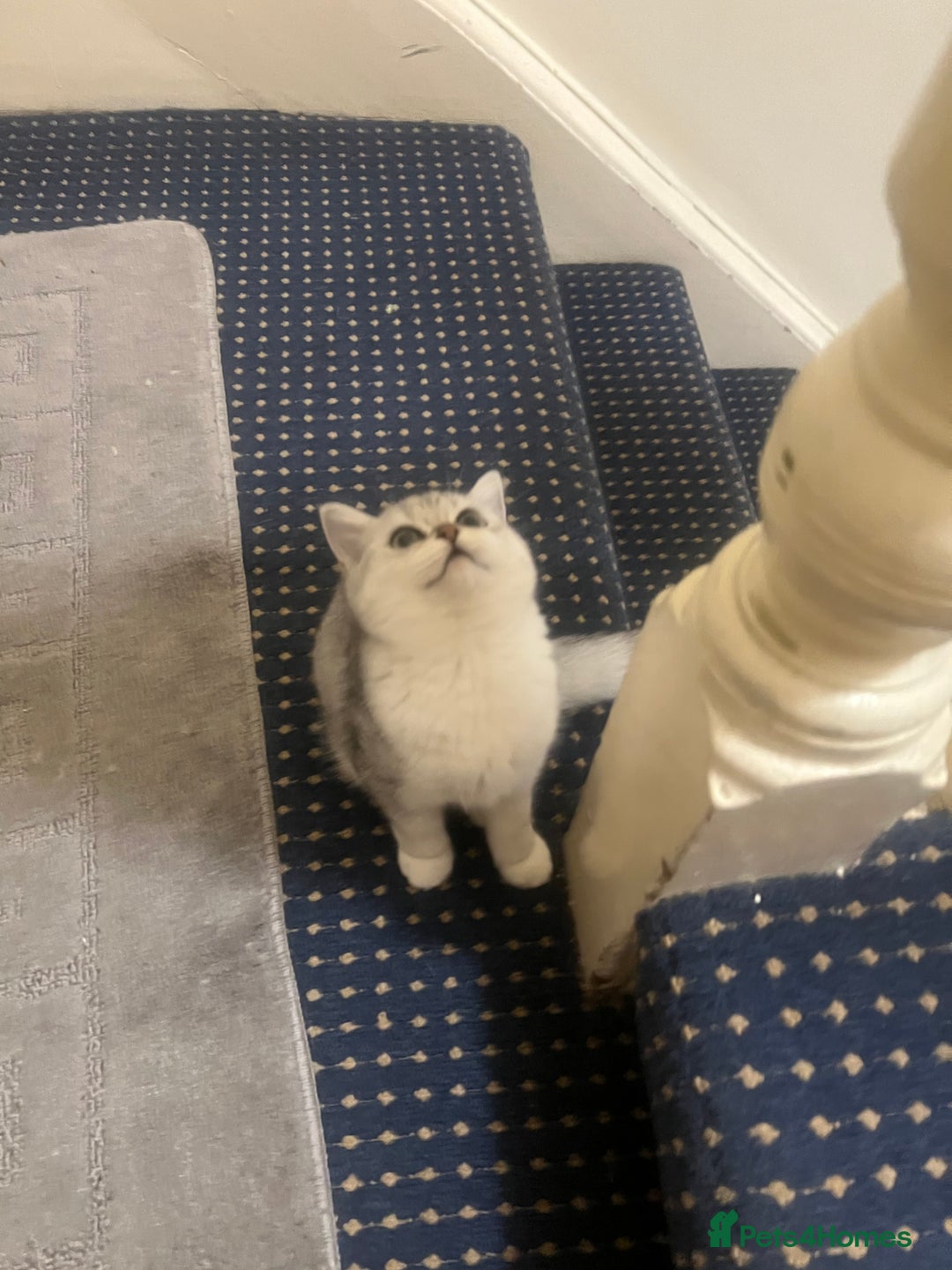 British Shorthair cats for sale: Two beautiful British Shorthair Kittens  - Image 9