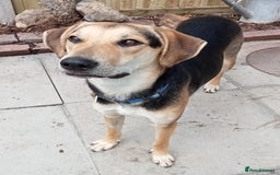 Mixed Breed dogs for adoption: Caleb - 9 Months Old, Boy, Hound mixed breed pup - Image 5