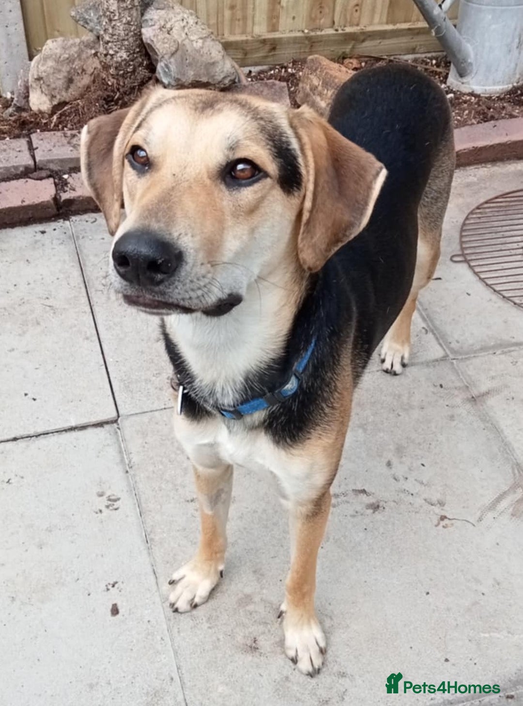 Mixed Breed dogs for adoption: Caleb - 9 Months Old, Boy, Hound mixed breed pup - Image 5