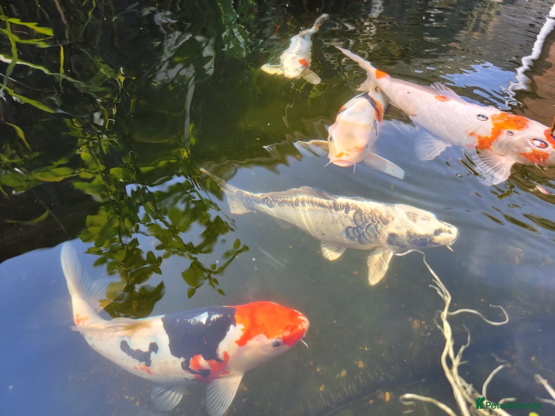 Koi Carp fish for sale: Japanese koi for sale - Image 5
