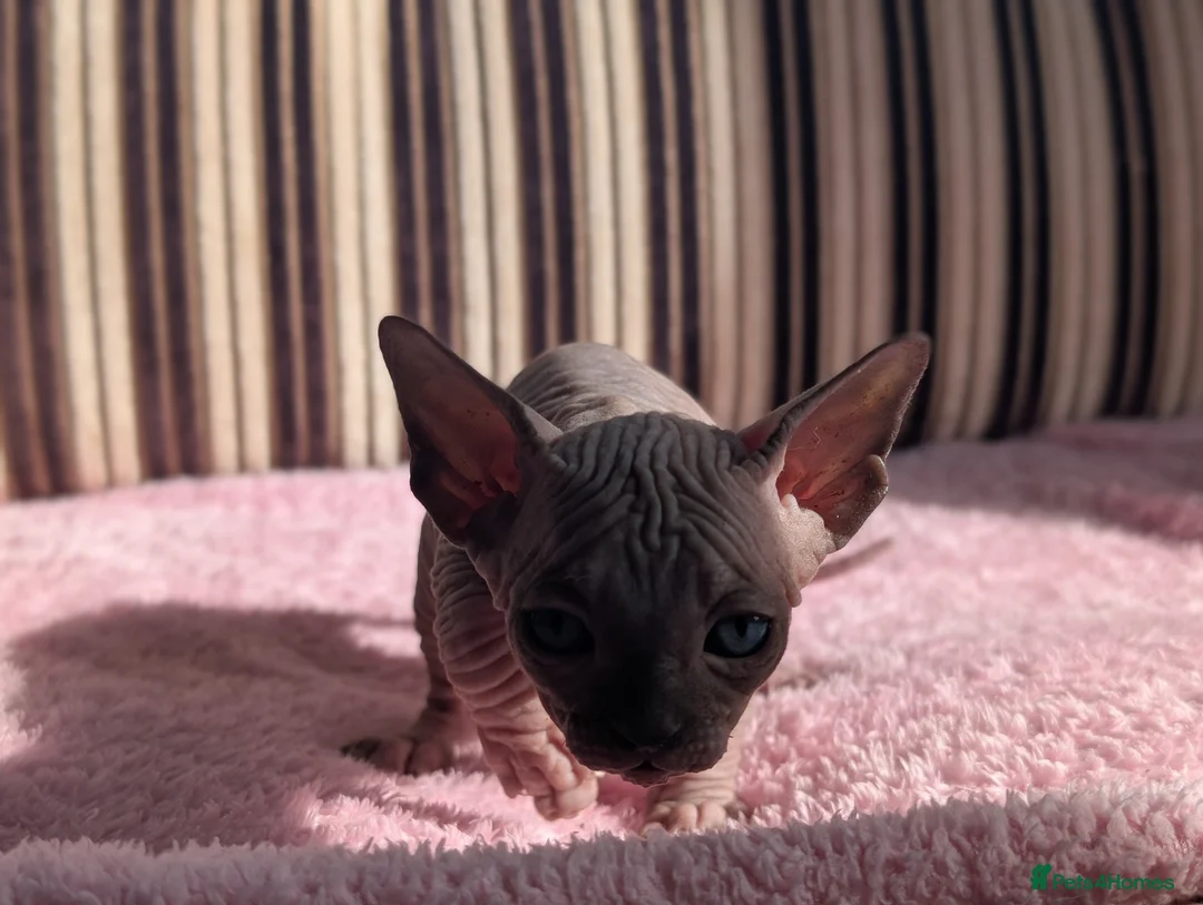 Sphynx cats for sale: Ready for reservation  - Advert 3