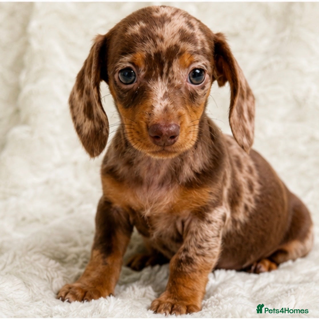 Miniature Dachshund dogs Miniature Dachshund Pups LICENSED BREEDER - Advert 2