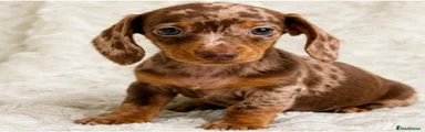Miniature Dachshund 1