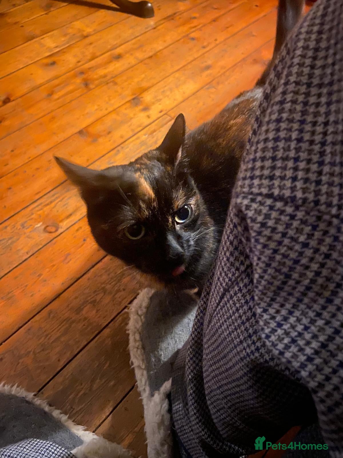 Mixed Breed cats for sale: Free: Tigrina and Ombra, sweet and playful sisters - Advert 6