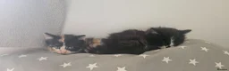 Mixed Breed cats for sale: 2 Beautiful Kittens for Sale  in Windsor - Advert 3