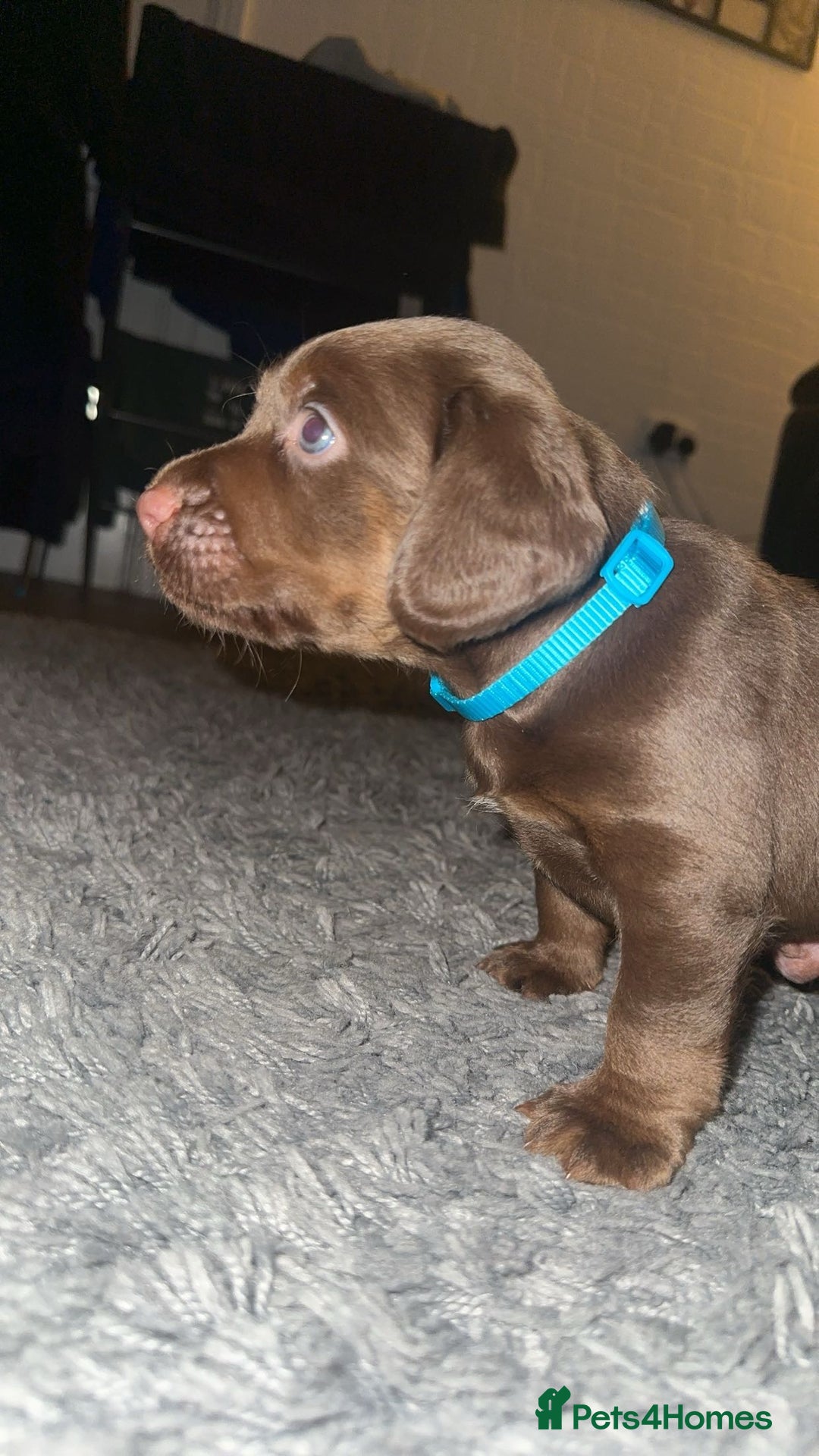 Cocker Spaniel dogs for sale: Male cocker spaniel pup - Advert 1