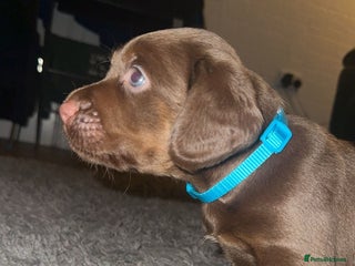 Cocker Spaniel dogs Male cocker spaniel pup - Advert 1